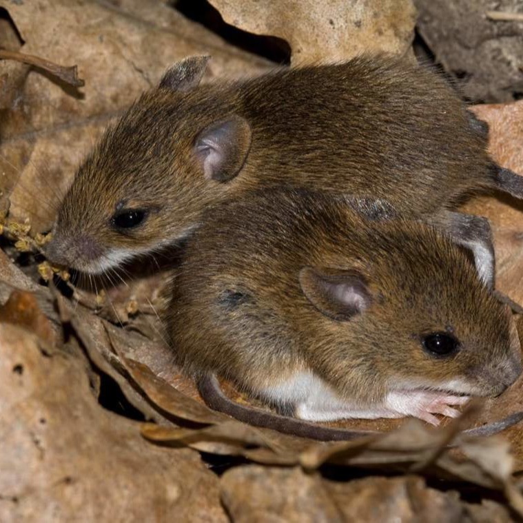 Уничтожения мышей в частном доме в Димитровграде?