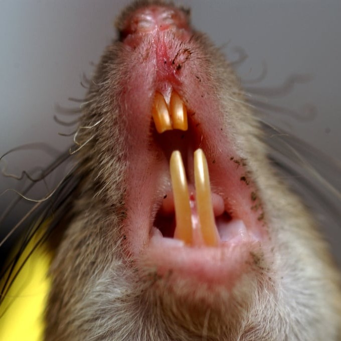 Дератизация крыс в Димитровграде?